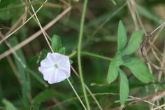 Ipomoea pes-tigridis